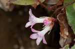 Trailing arbutus